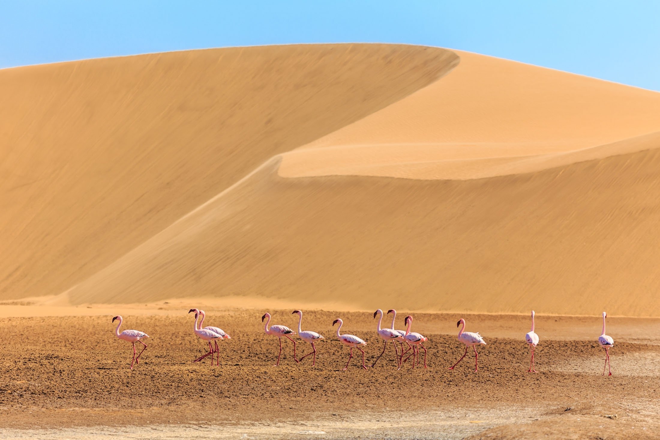 travel-agency-western sahara